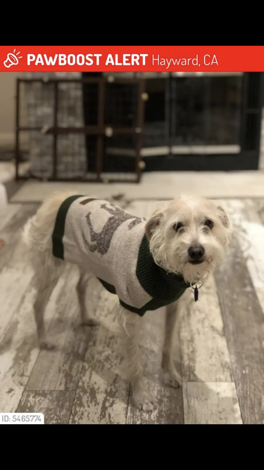 Lost dog in Hayward, CA, 94545