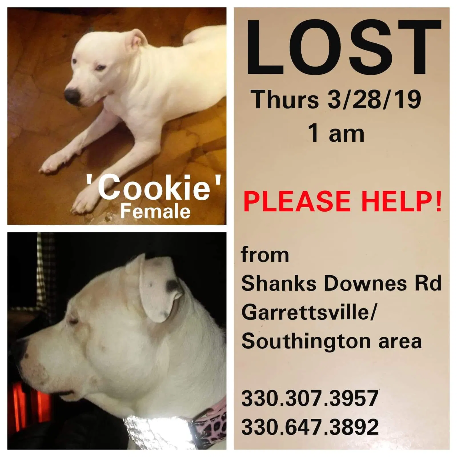 Lost dog in Garrettsville, OH, 44231