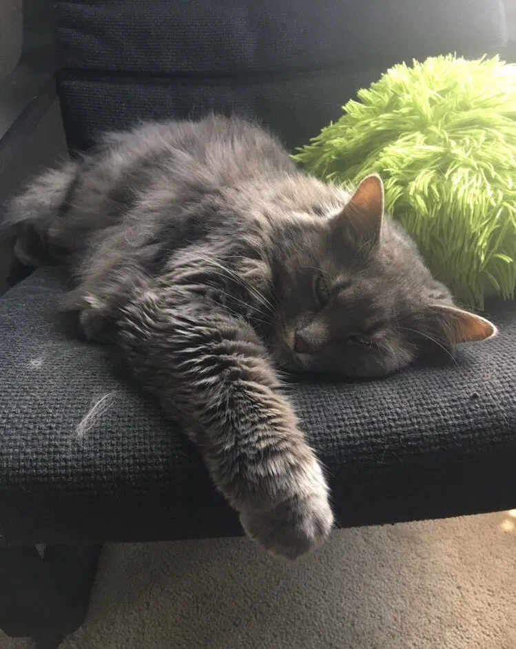 Lost cat in Cape Coral, FL, 33914