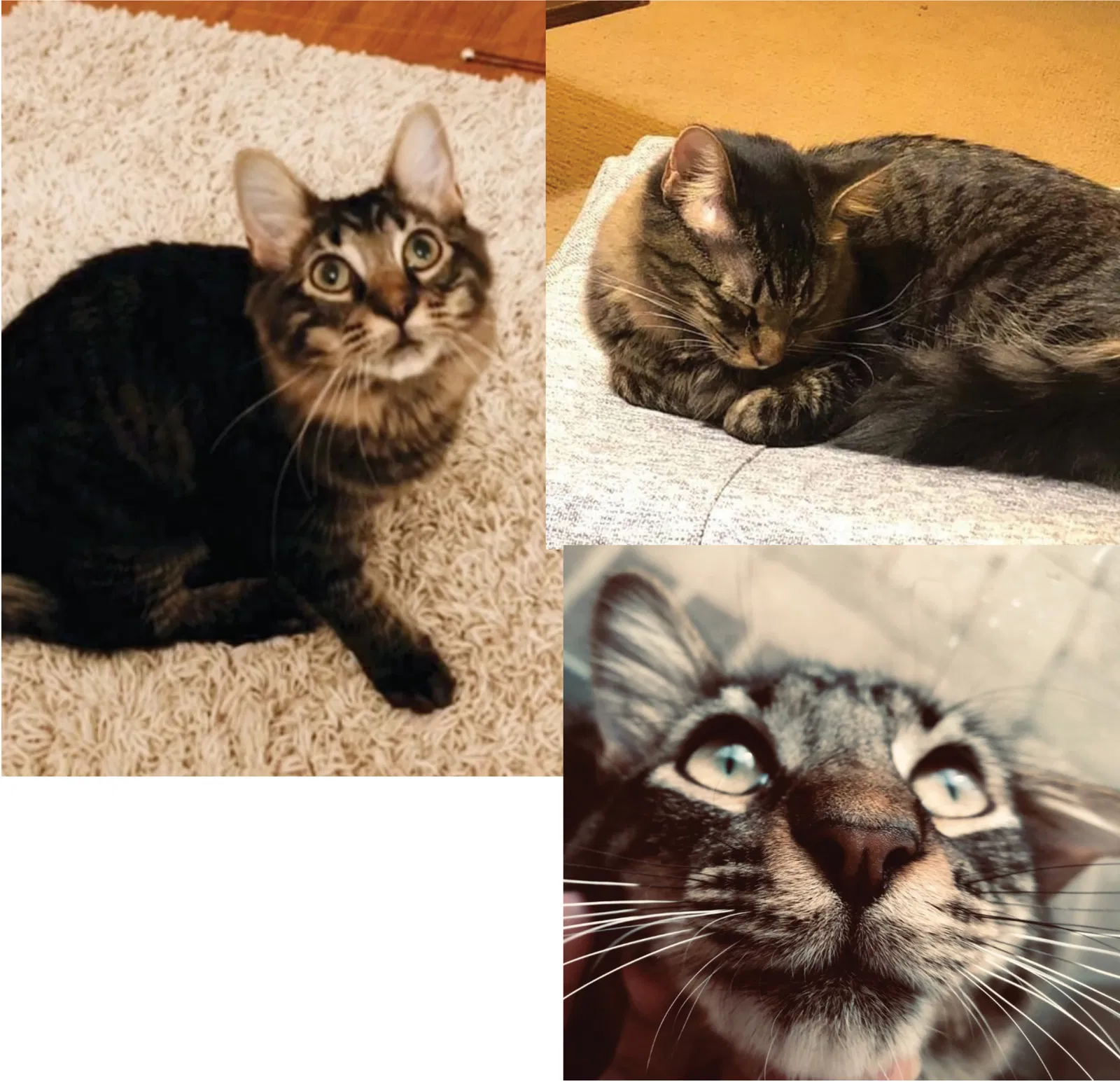 Lost cat in Knoxville, TN, 37914
