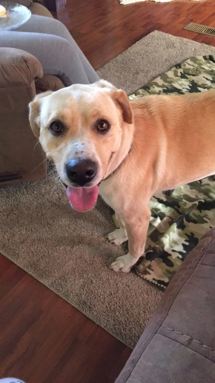 Lost dog in Owensboro, KY, 42303