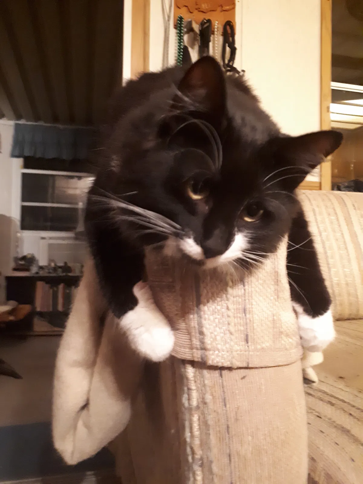 Lost cat in Edinburg, TX, 78542