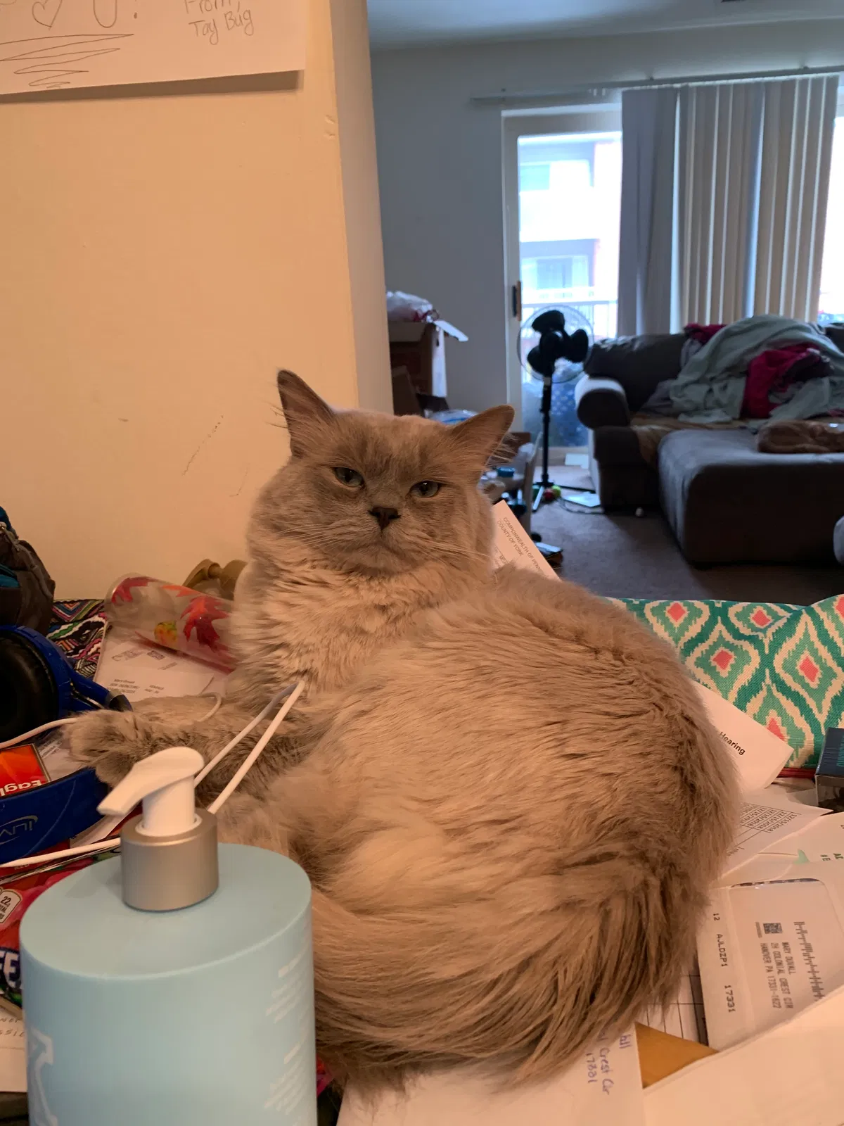 Lost cat in Hanover, PA, 17331