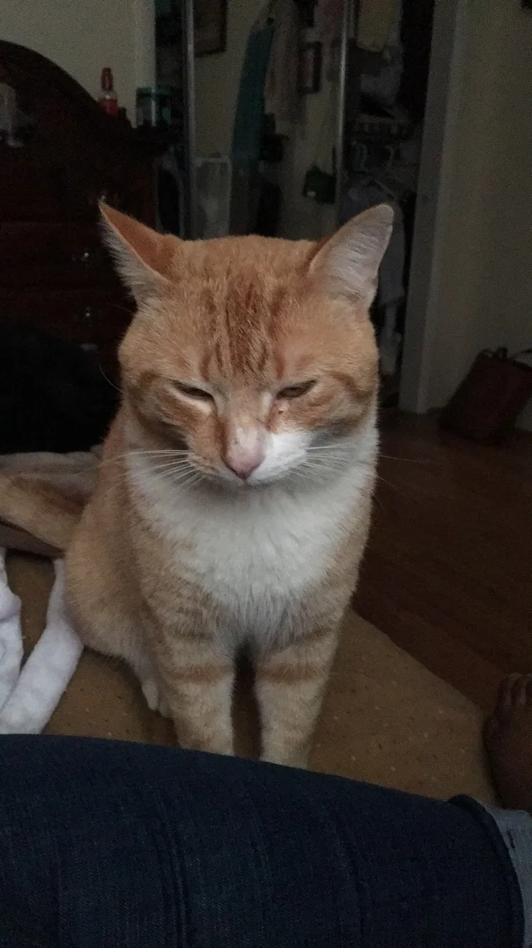 Lost cat in Bushwood, MD, 20618