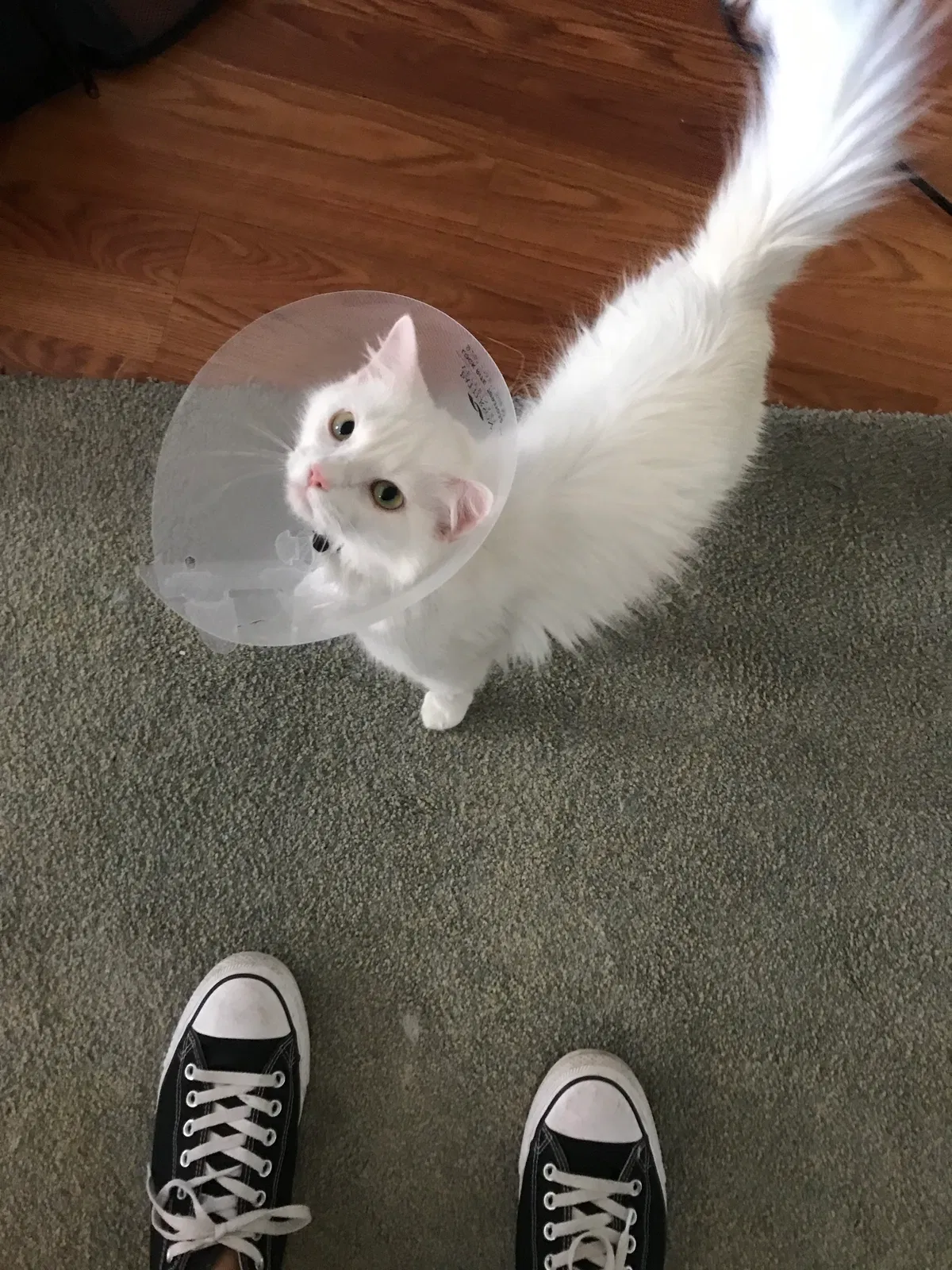 Lost cat in Pensacola, FL, 32503