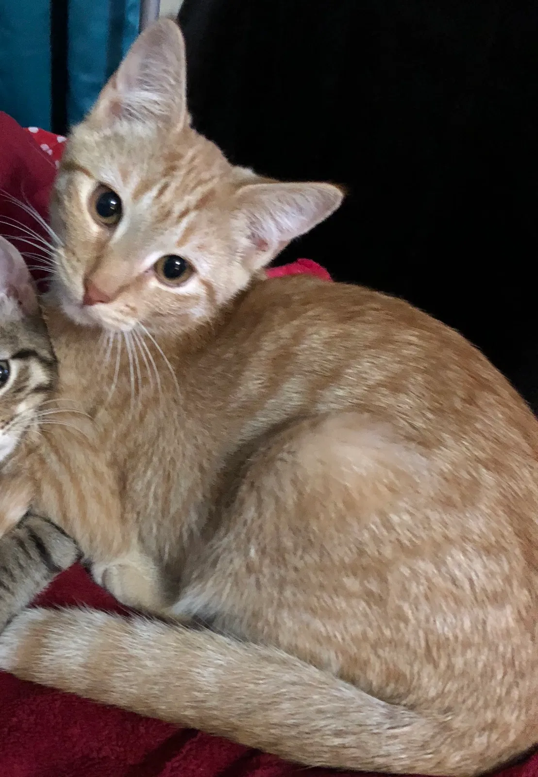 Lost cat in Jonesboro, AR, 72401