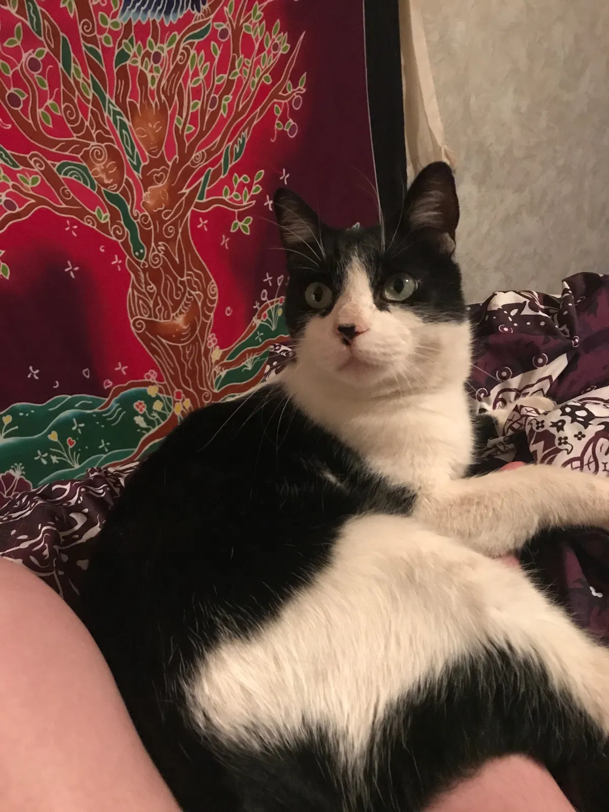 Lost cat in Riverside, CA, 92501