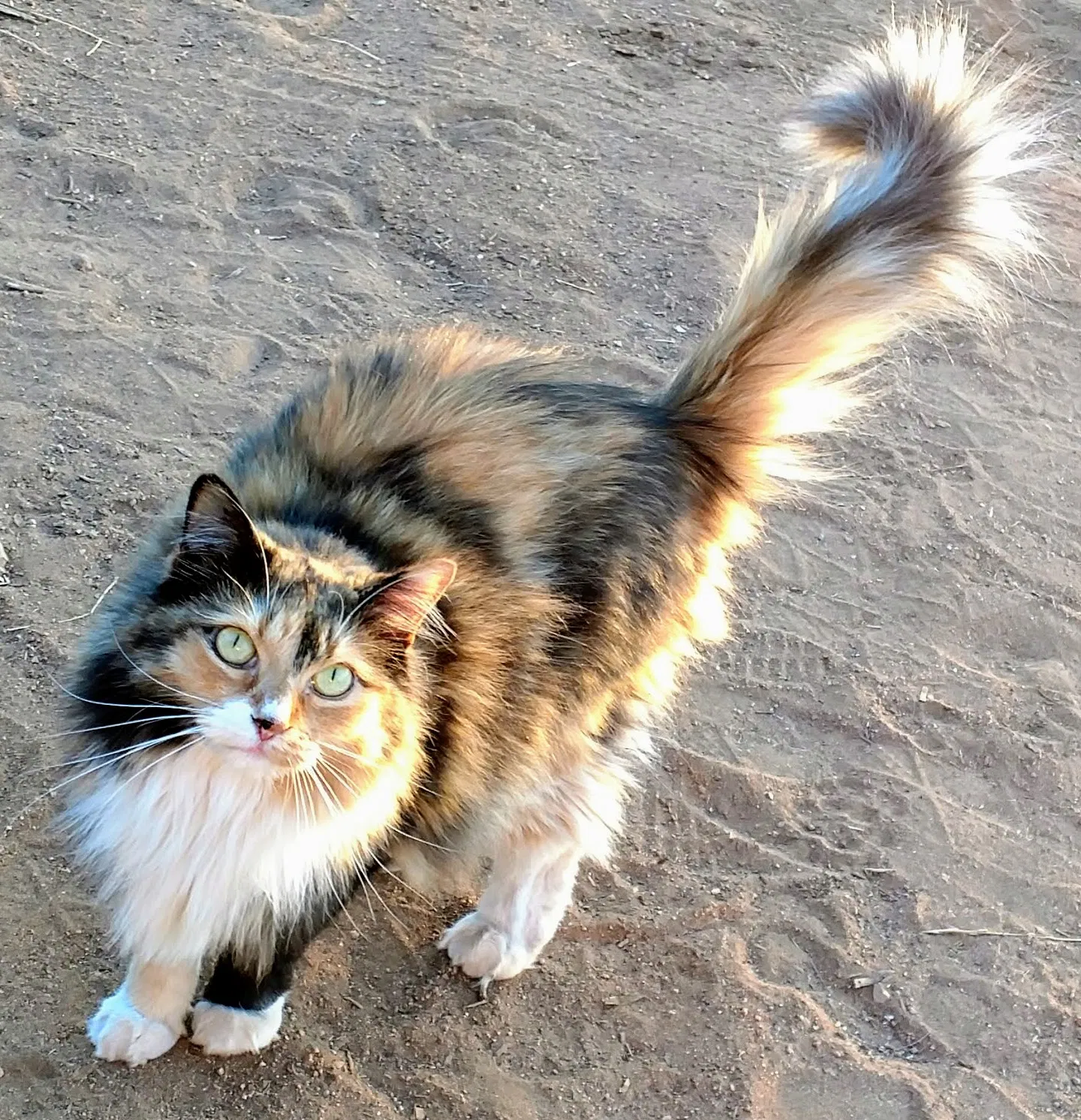 Lost cat in Jamul, CA, 91935