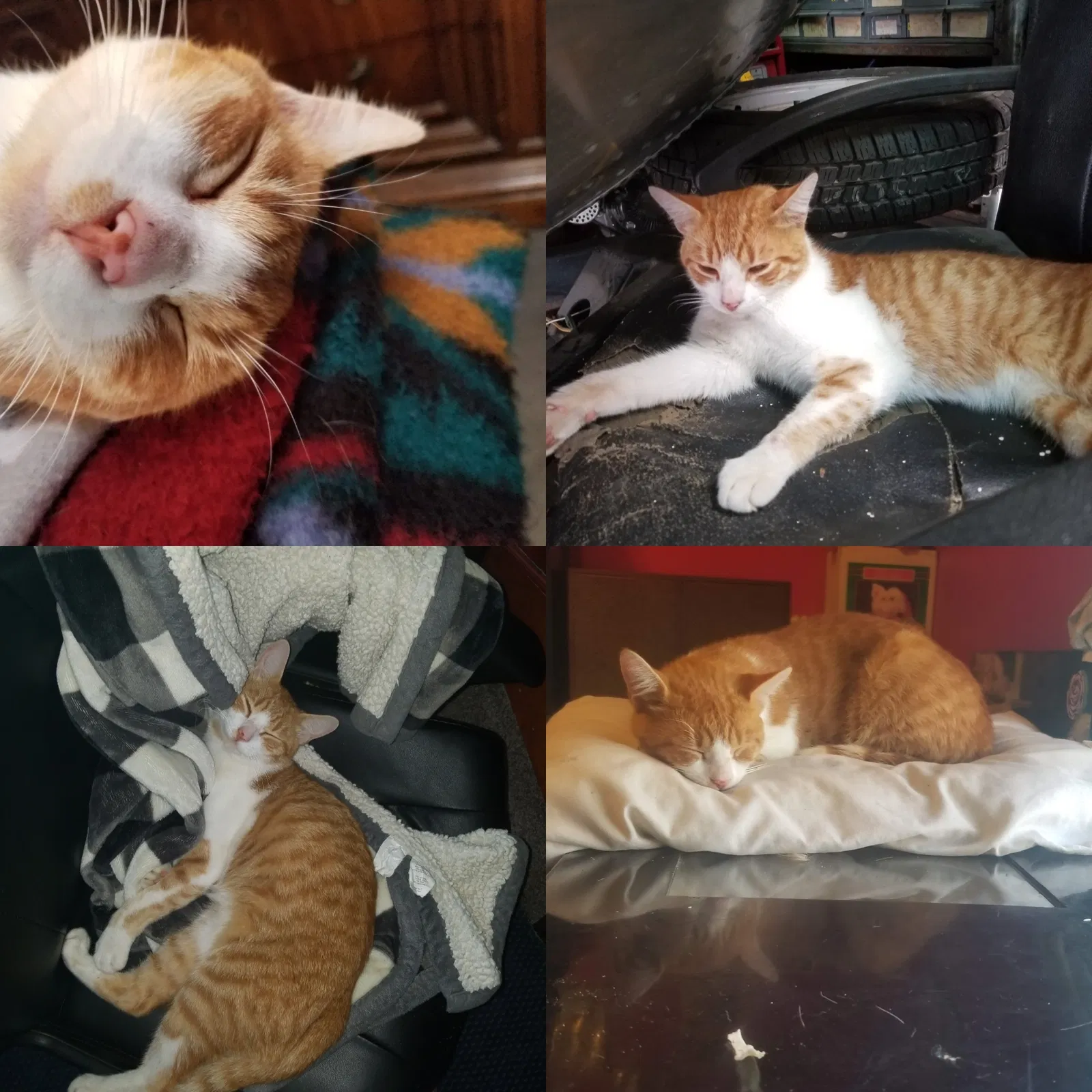 Lost cat in Columbus, OH, 43211