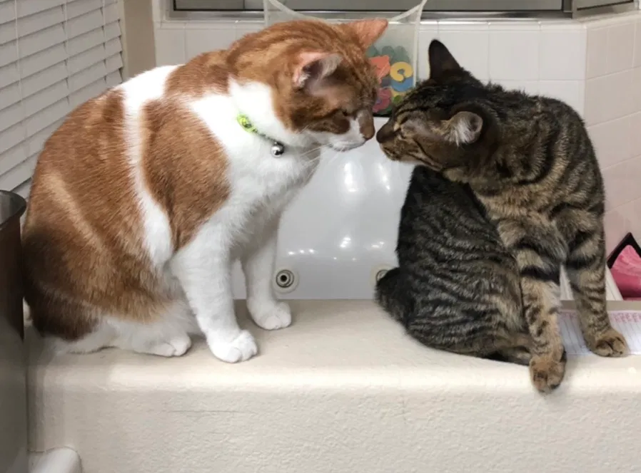 Lost cat in Temecula, CA, 92592