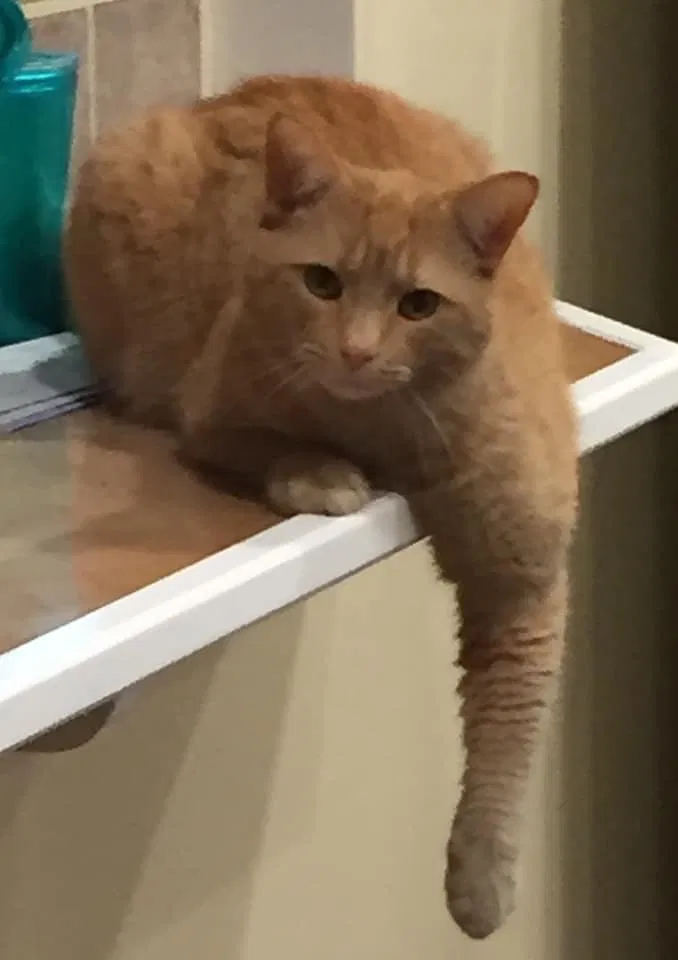 Lost cat in Ft Mitchell, KY, 41017
