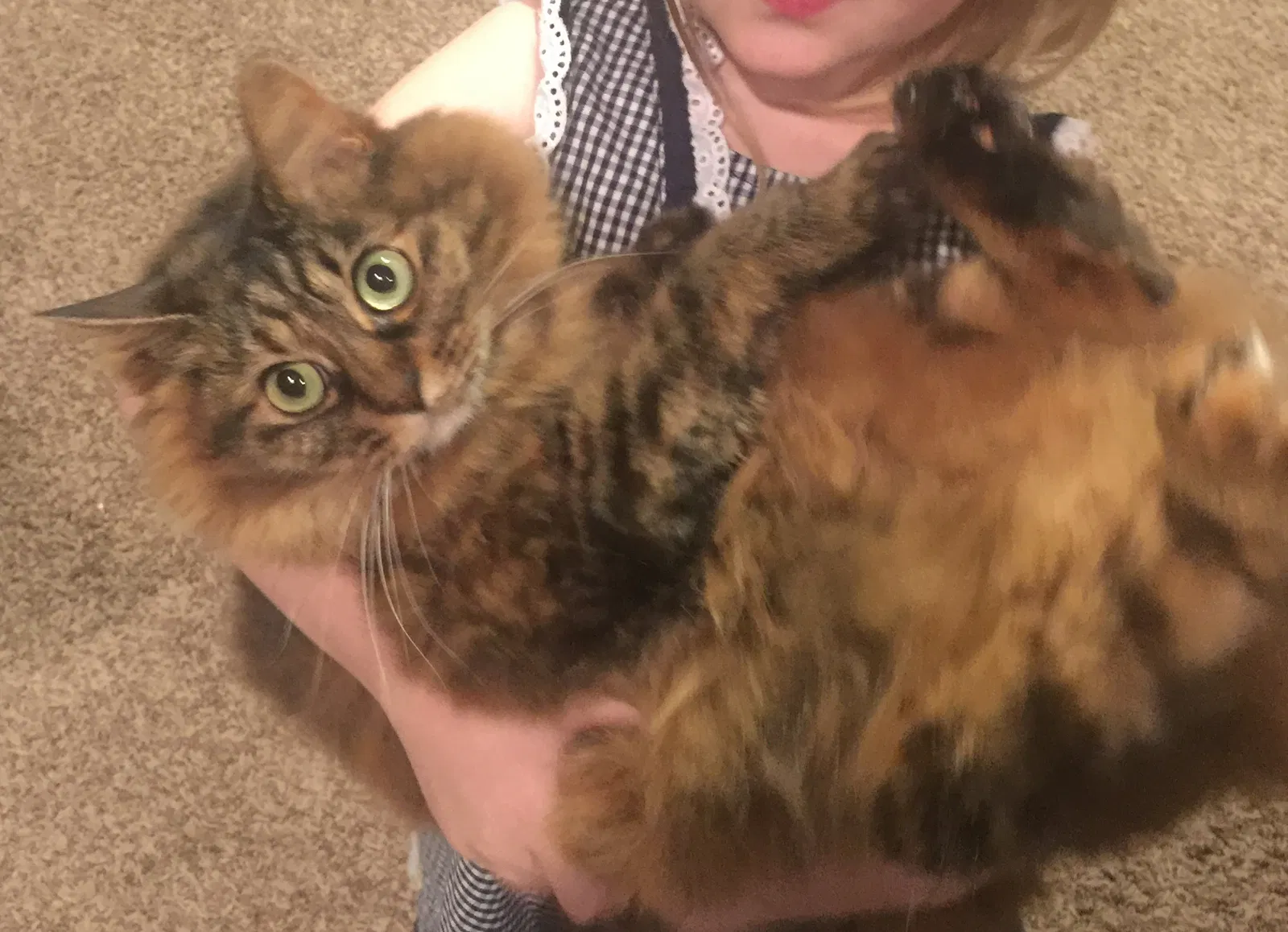 Lost cat in Greenville, SC, 29609