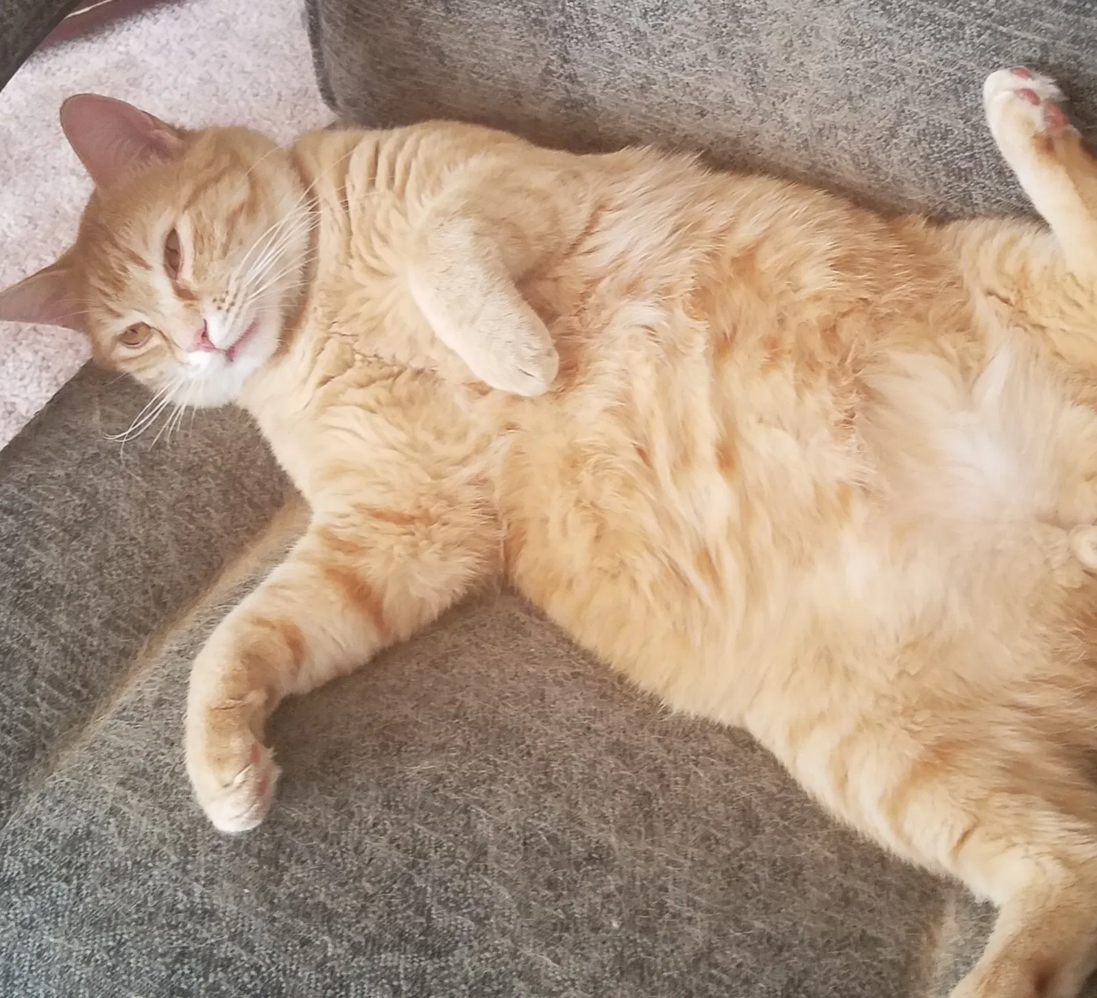 Lost cat in Grain Valley, MO, 64029