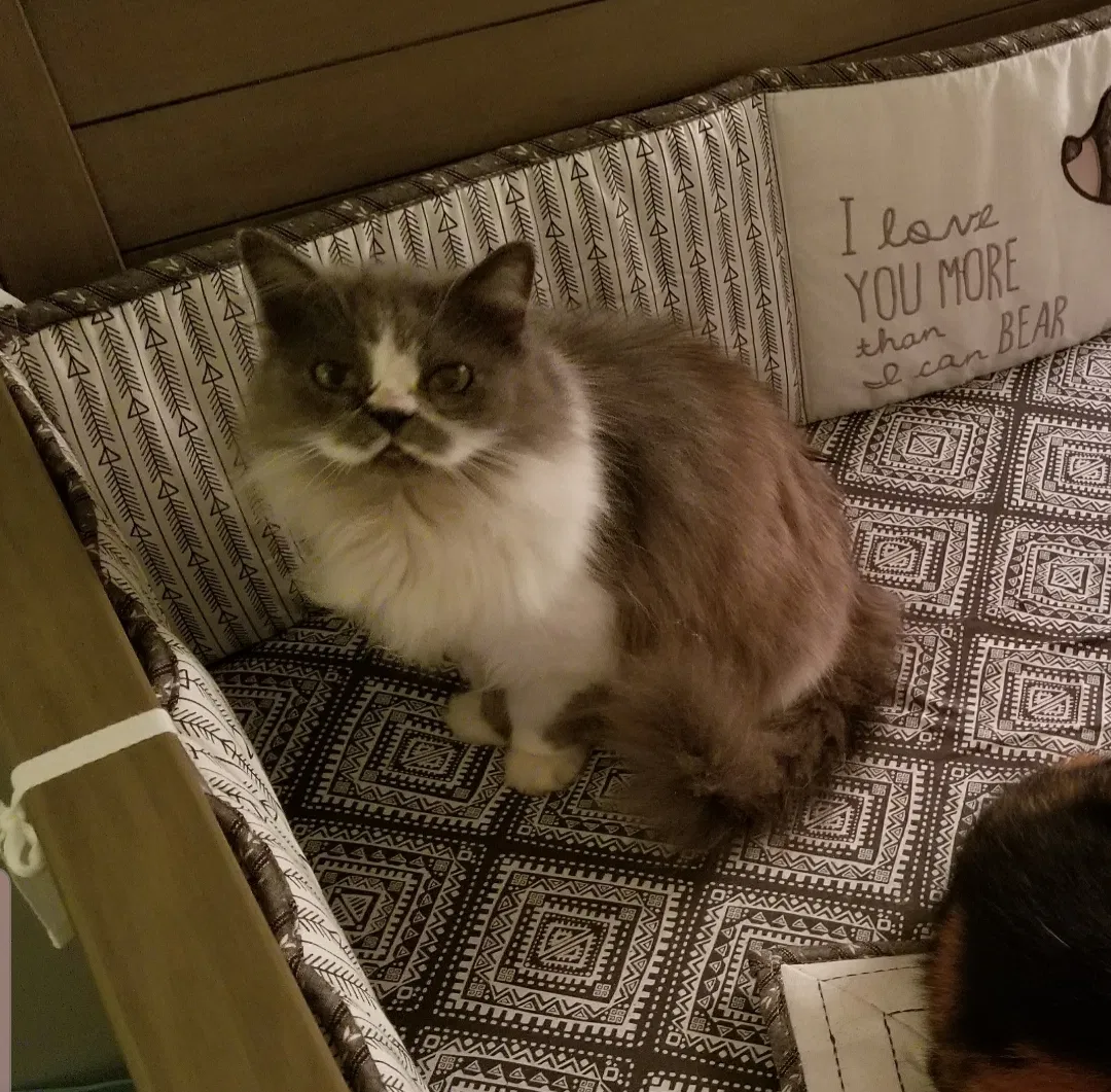 Lost cat in Taylors, SC, 29687
