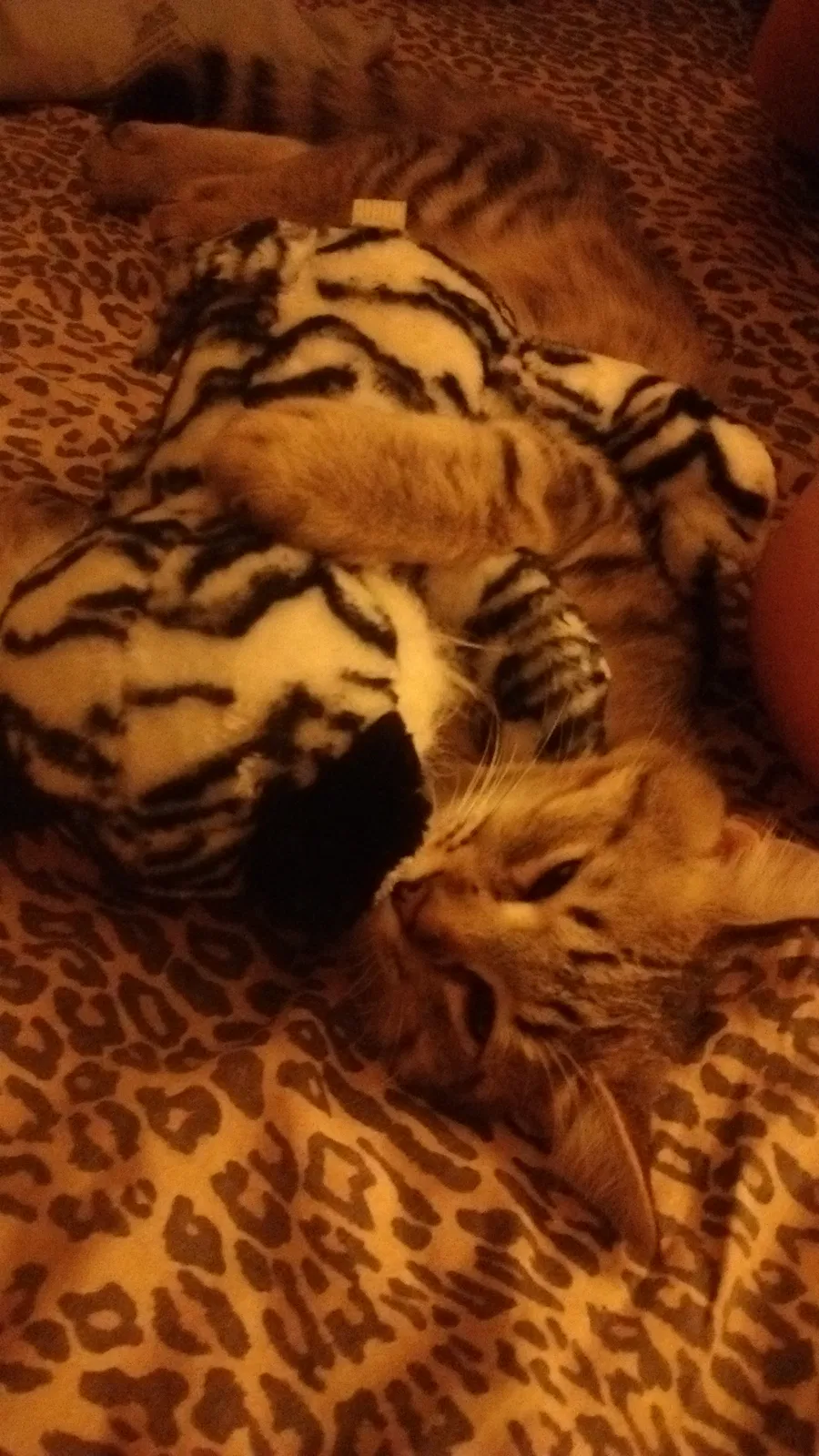 Lost cat in Fresno, CA, 93727