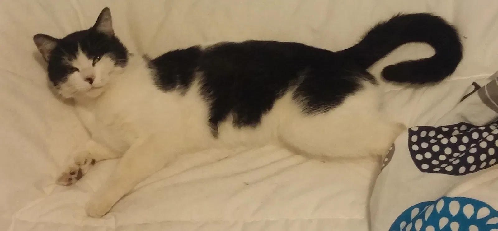 Lost cat in Pleasant Hill, CA, 94523