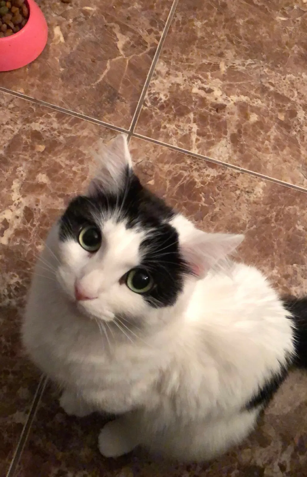 Lost cat in Fresno, CA, 93725