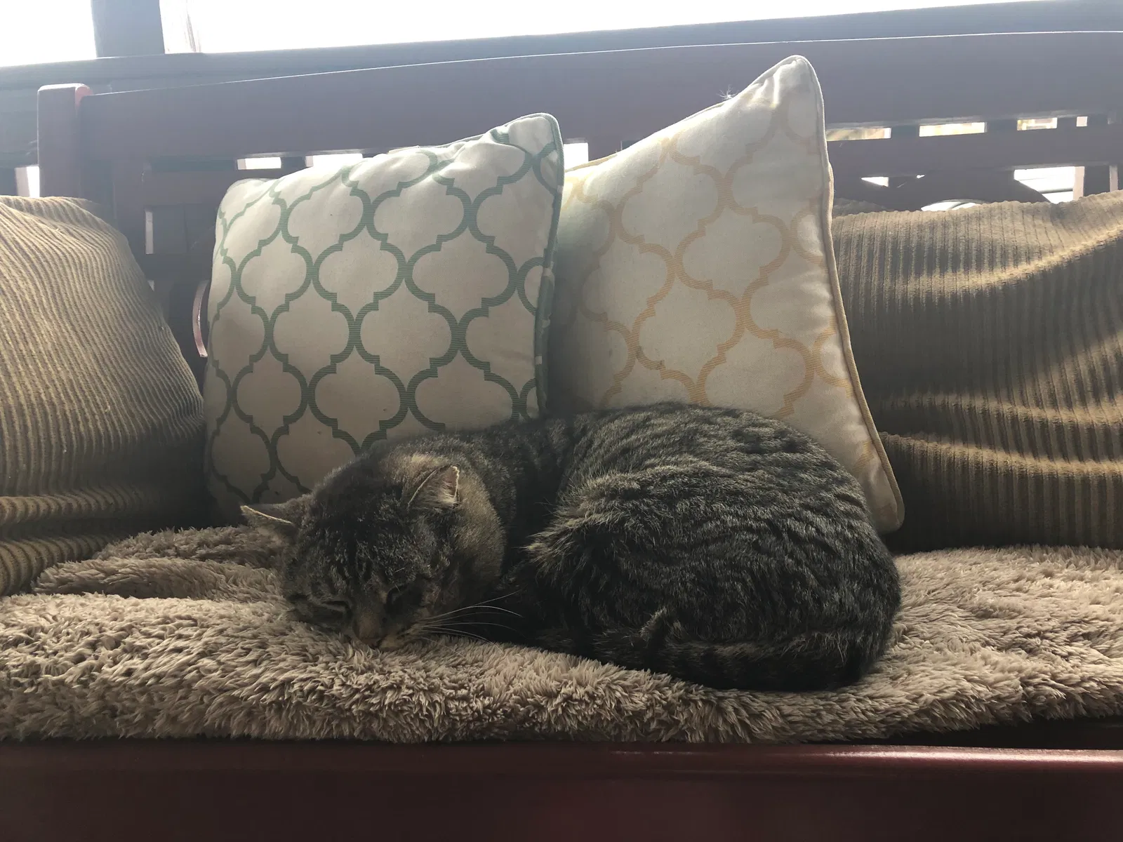 Found cat in Goshen, KY, 40026