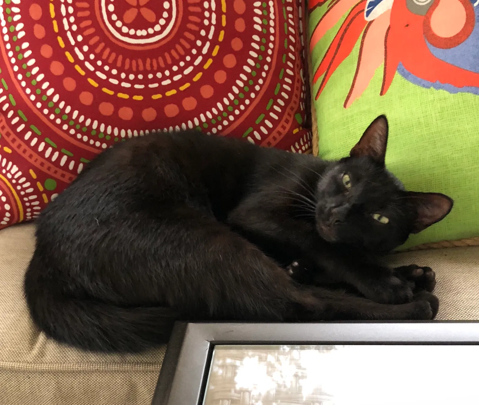 Lost cat in Gainesville, FL, 32653