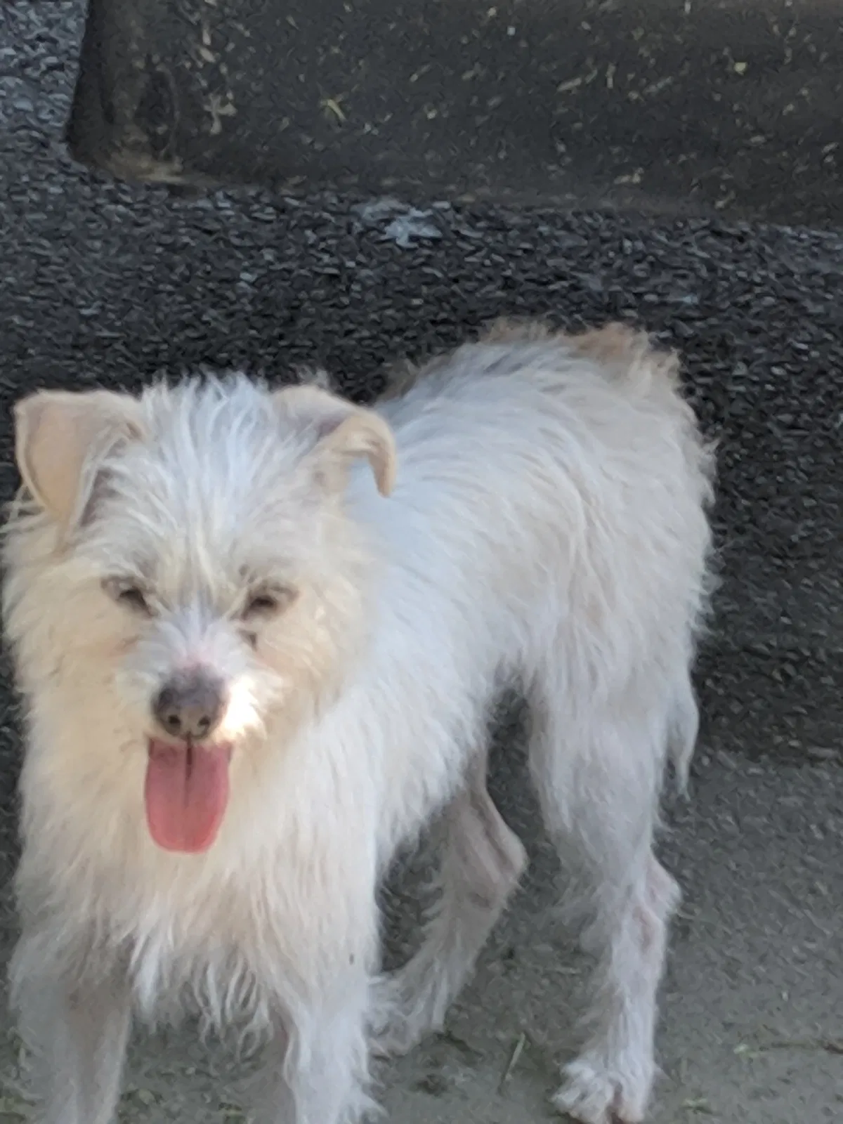 Found dog in Compton, CA, 90222