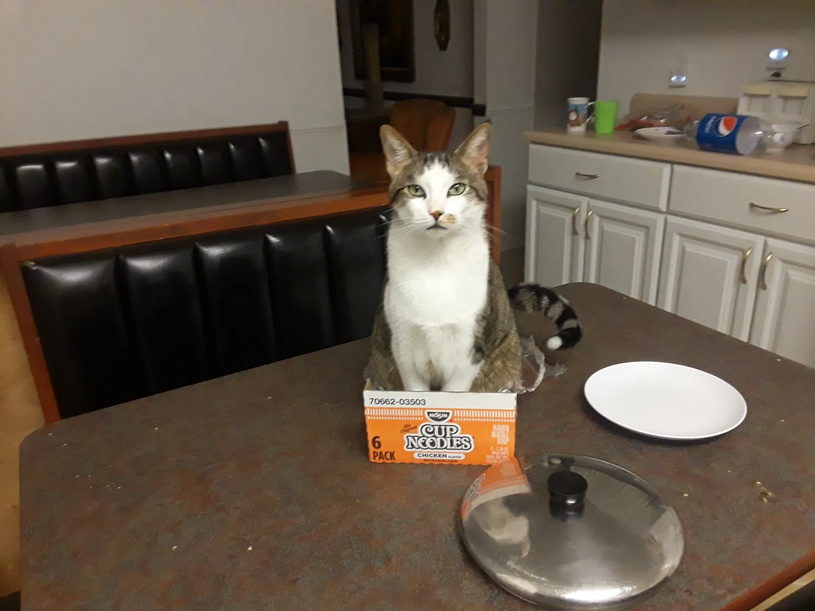 Lost cat in Springboro, OH, 45066