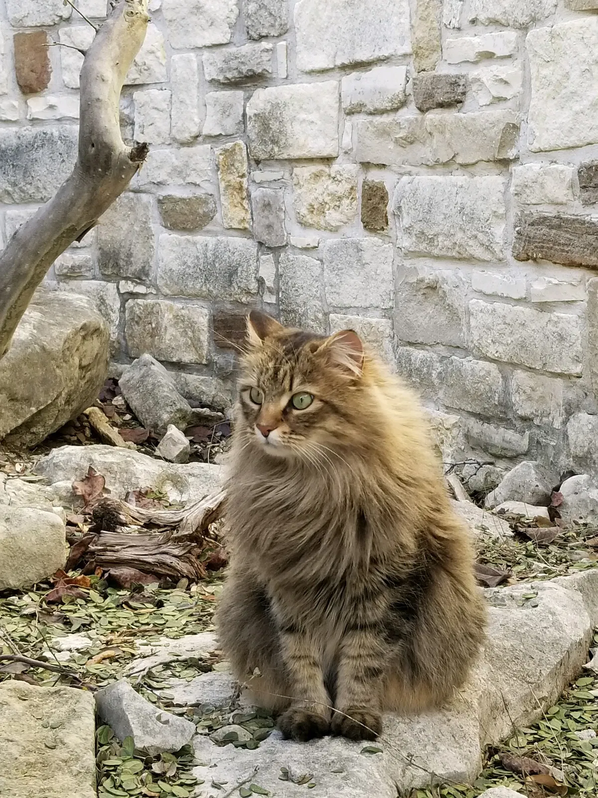 Lost cat in Spring Branch, TX, 78070