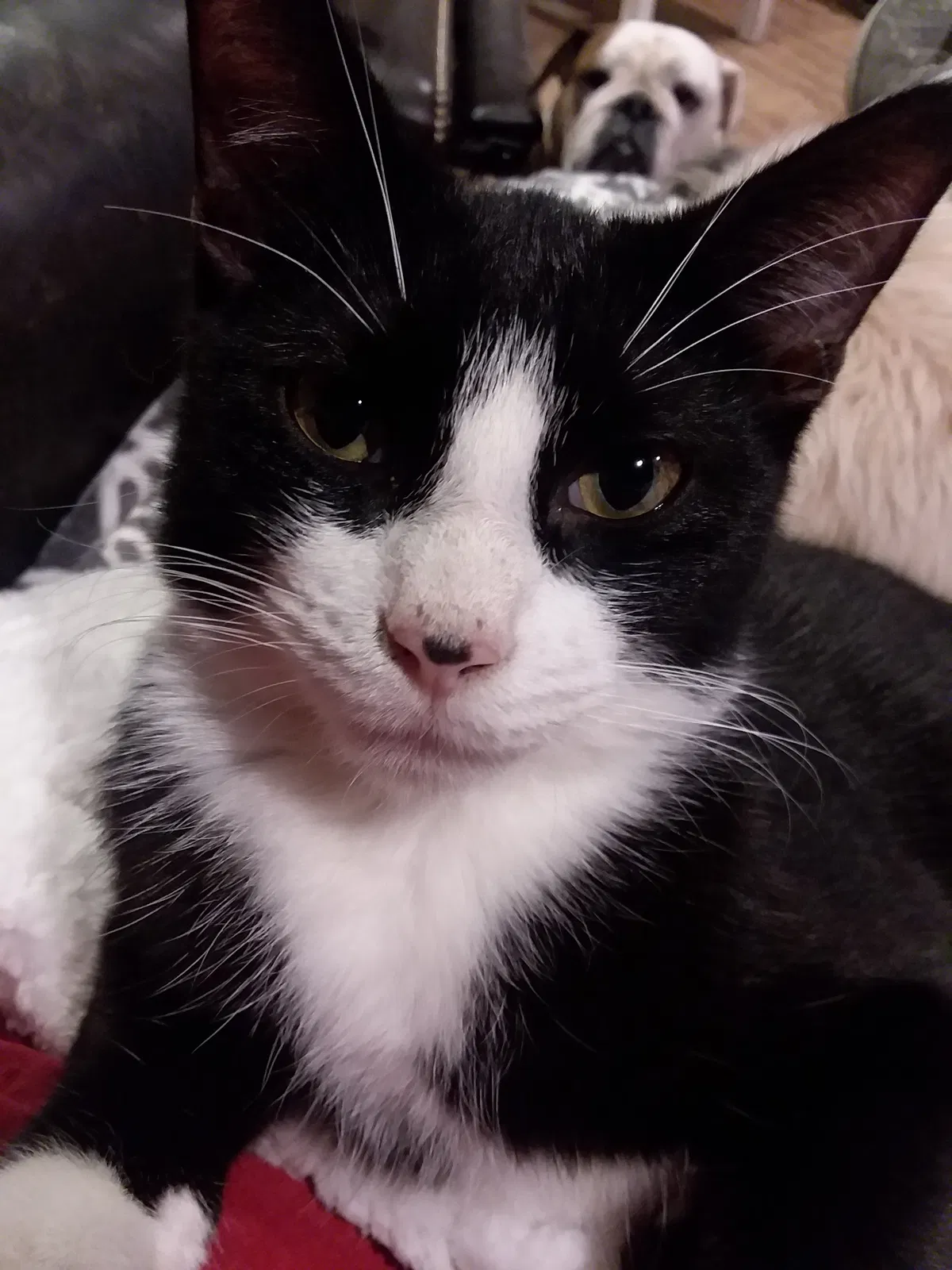 Lost cat in Cottonwood, AL, 36320