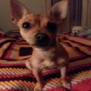 Lost dog in Danville, VA, 24541