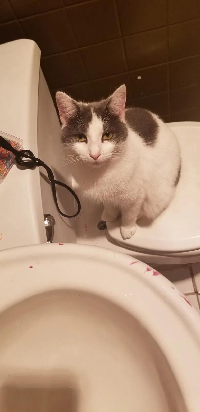 Lost cat in Evansville, IN, 47714