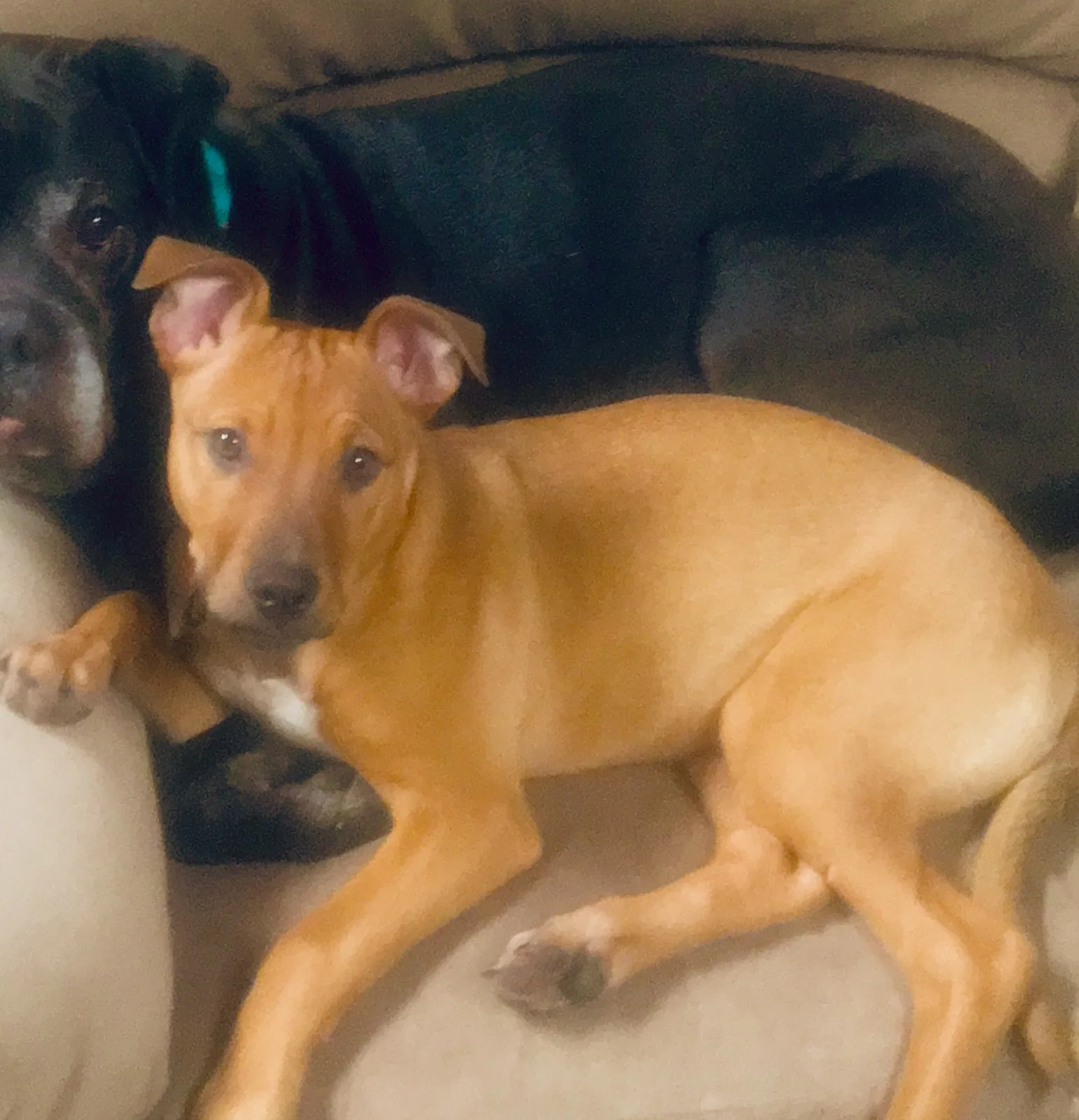 Lost dog in Decatur, AL, 35601