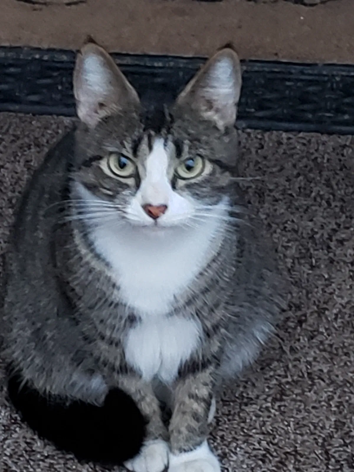 Found cat in Pittston, PA, 18643