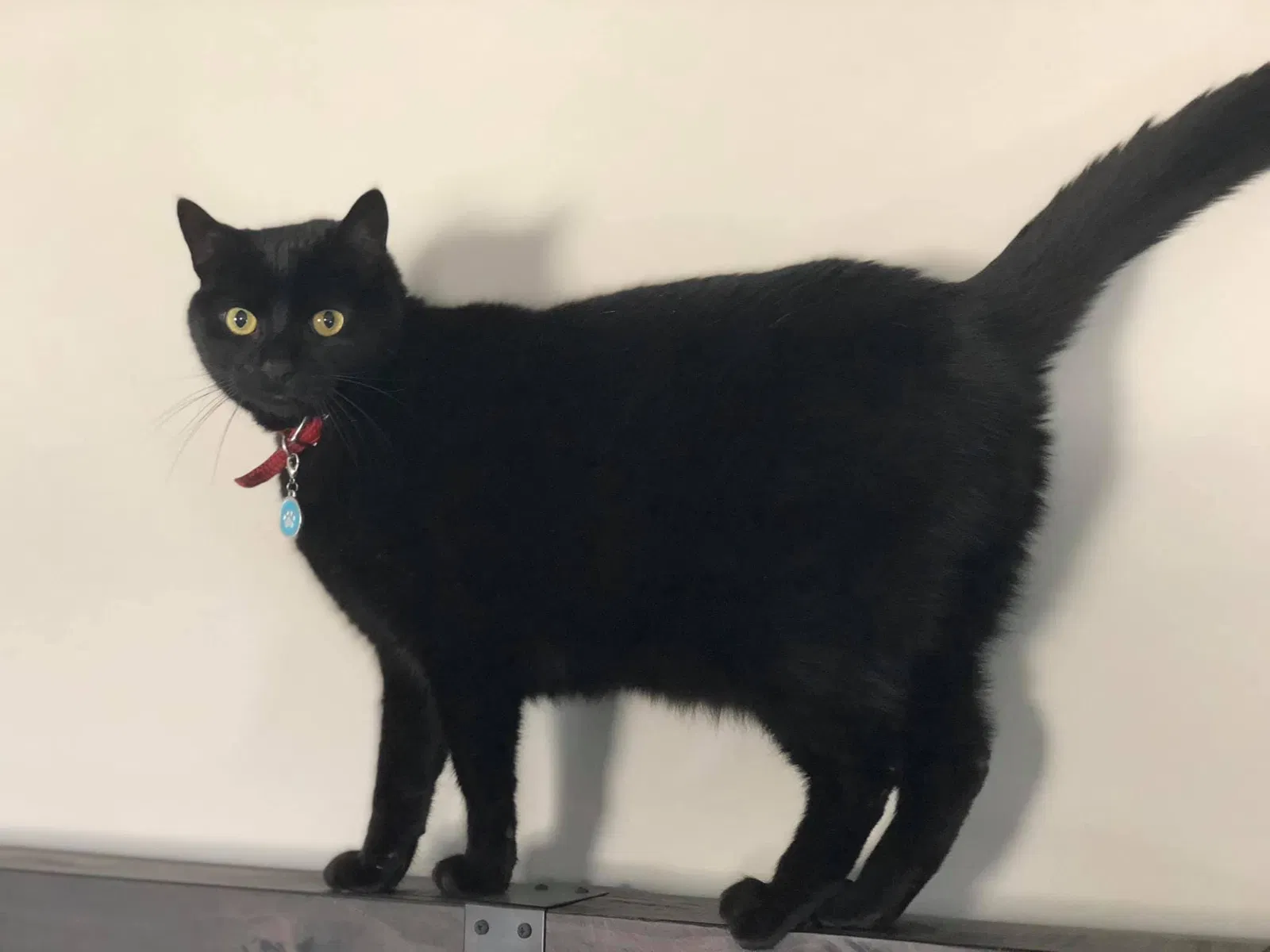 Lost cat in Pottstown, PA, 19464