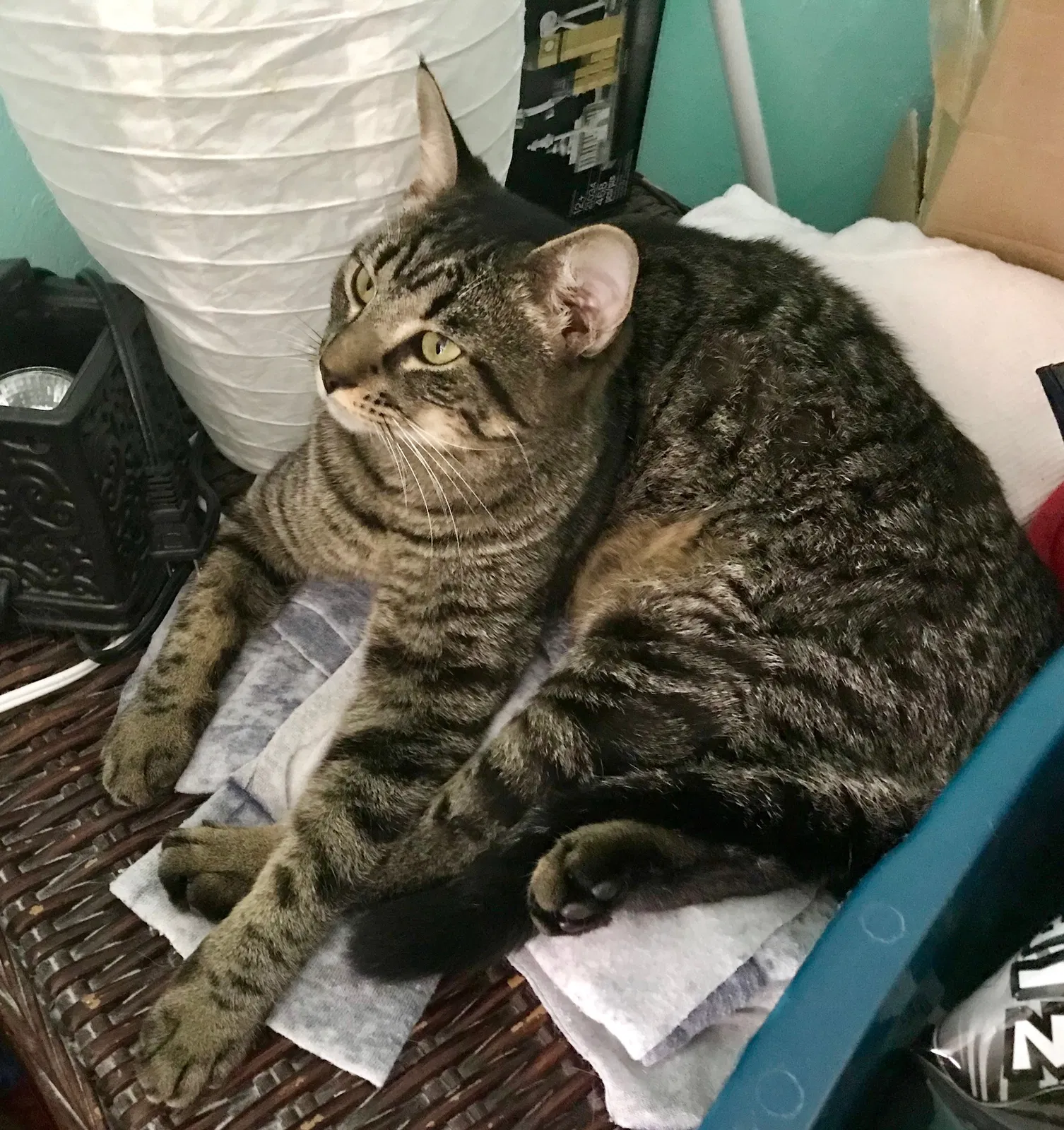 Lost cat in Bokeelia, FL, 33922