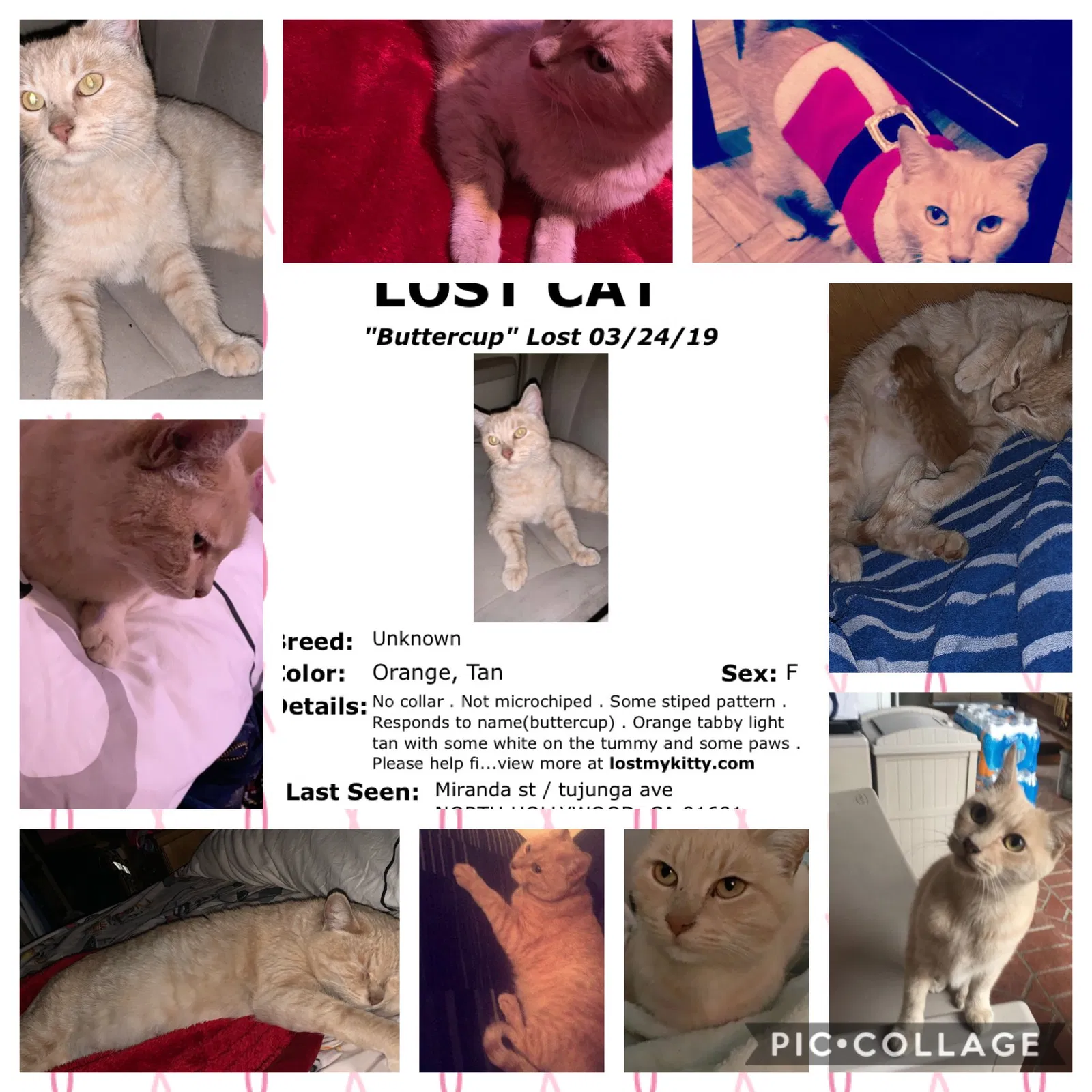 Lost cat in North Hollywood, CA, 91601