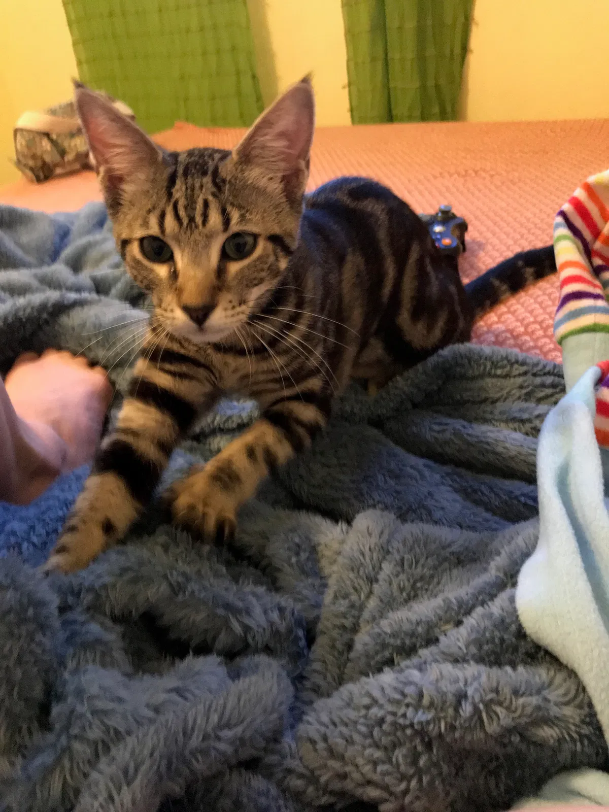 Lost cat in Bokeelia, FL, 33922