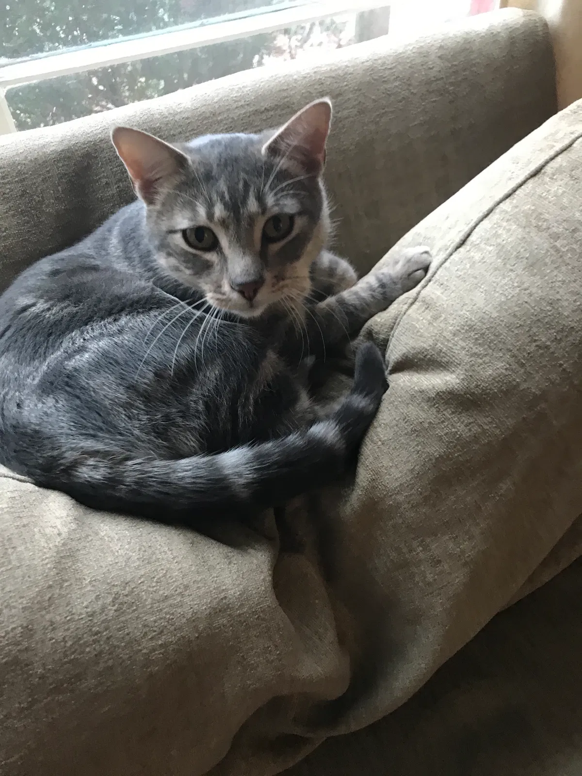 Lost cat in Tulsa, OK, 74104