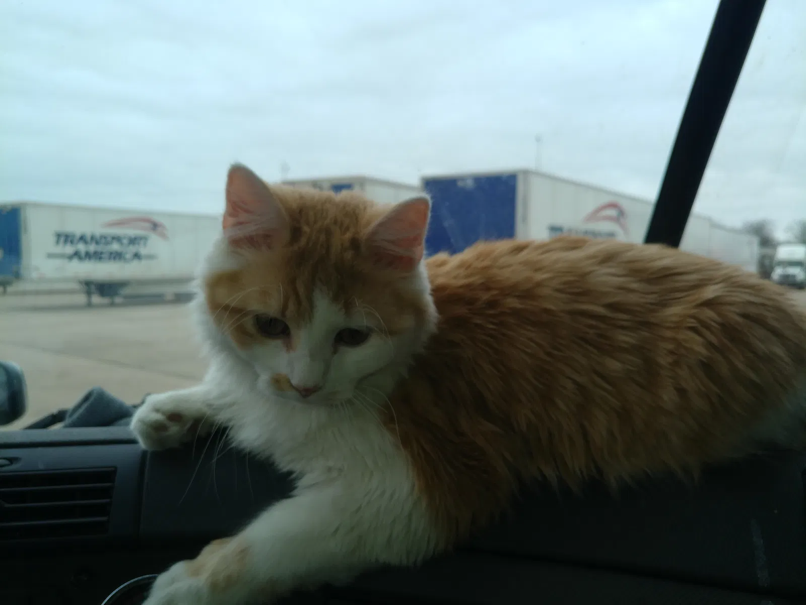 Lost cat in Mechanicsburg, PA, 17050