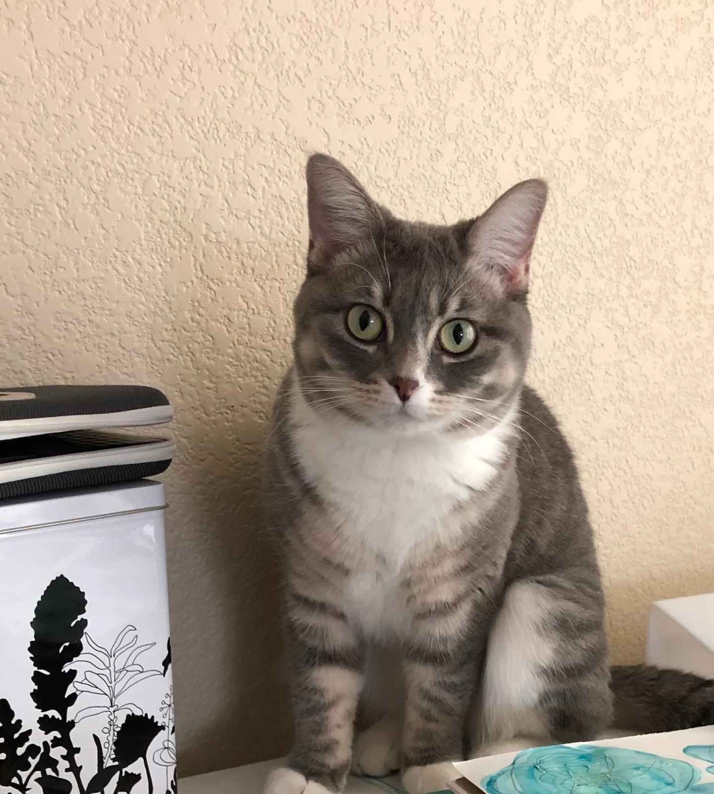 Lost cat in Colorado Springs, CO, 80919