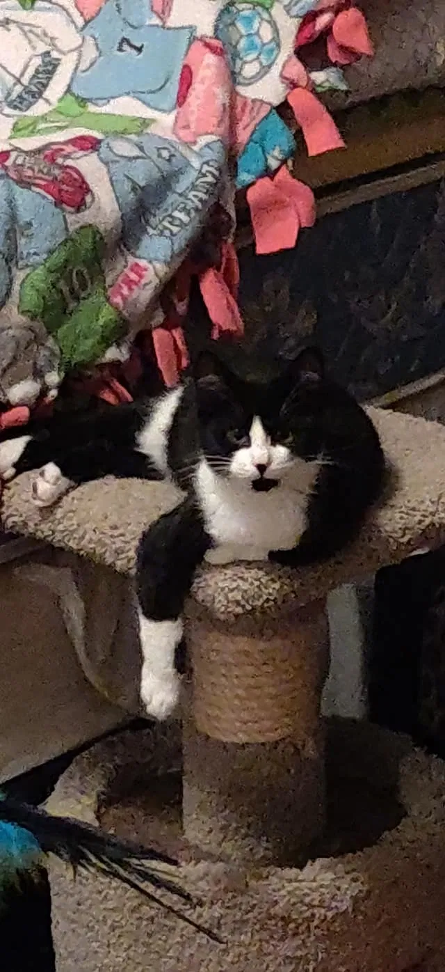 Lost cat in Crest Hill, IL, 60403