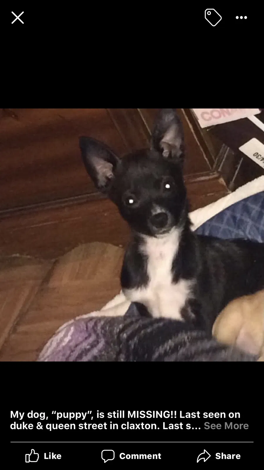 Lost dog in Powell, TN, 37849