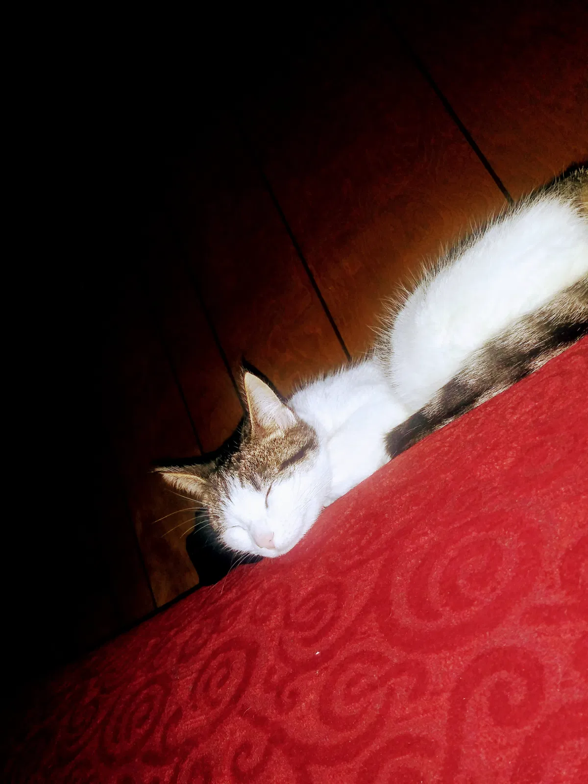Lost cat in Salt Lake City, UT, 84118