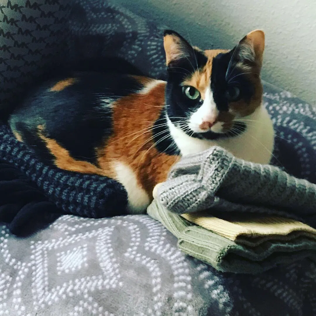 Lost cat in Austin, TX, 78730