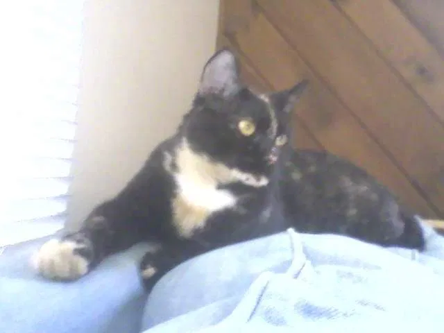 Lost cat in Pittsburgh, PA, 15202