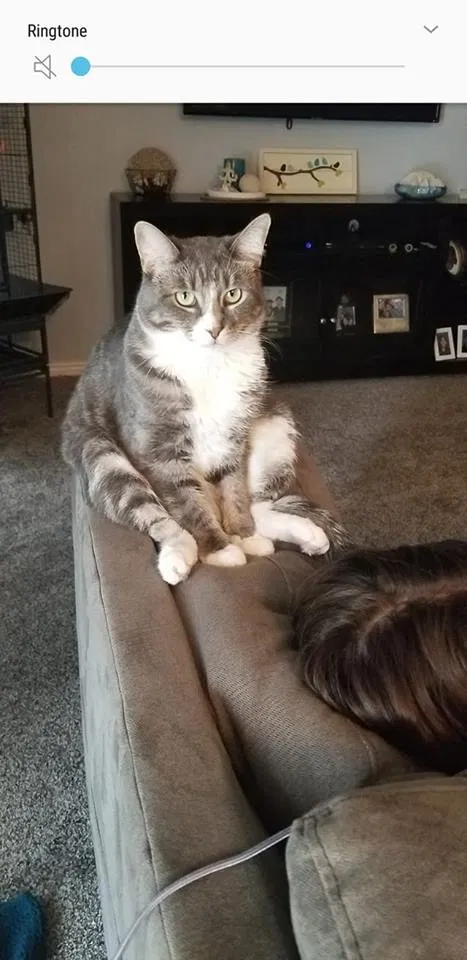 Lost cat in Herriman, UT, 84096
