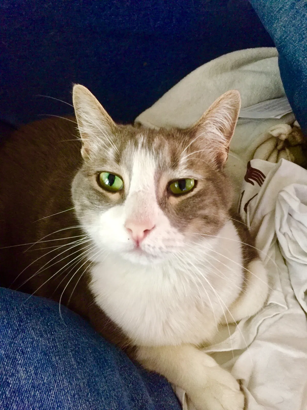 Lost cat in Carrollton, TX, 75007