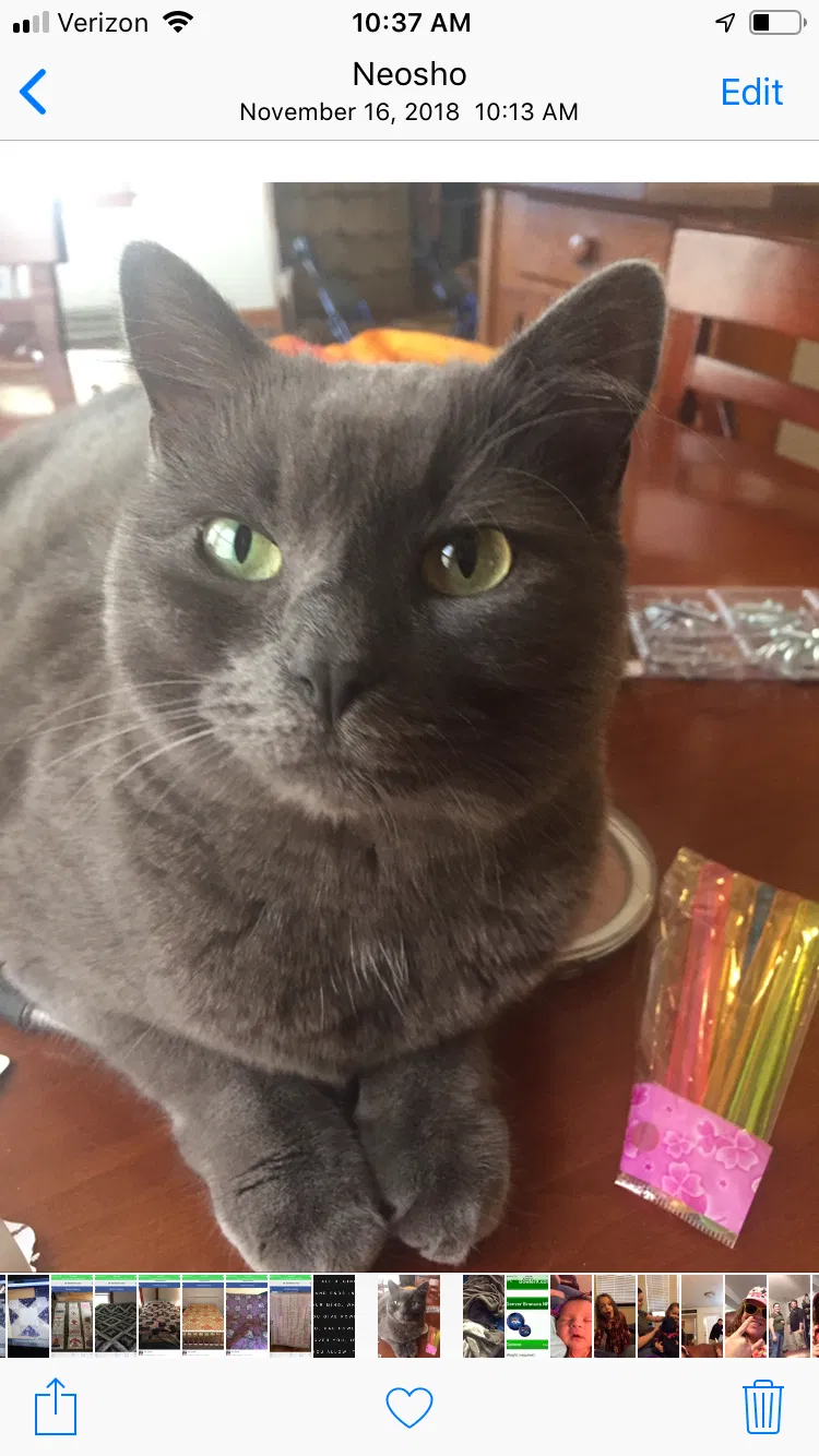 Lost cat in Overland Park, KS, 66207