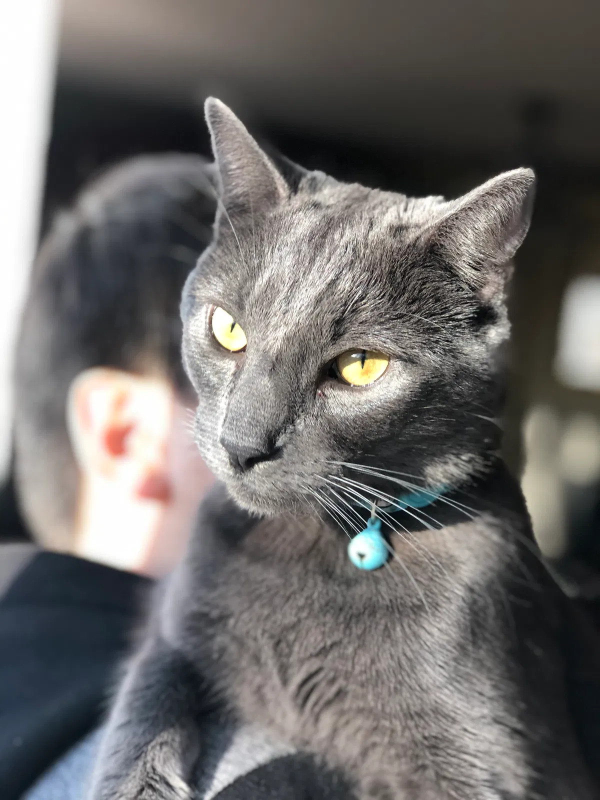 Lost cat in Hanford, CA, 93230