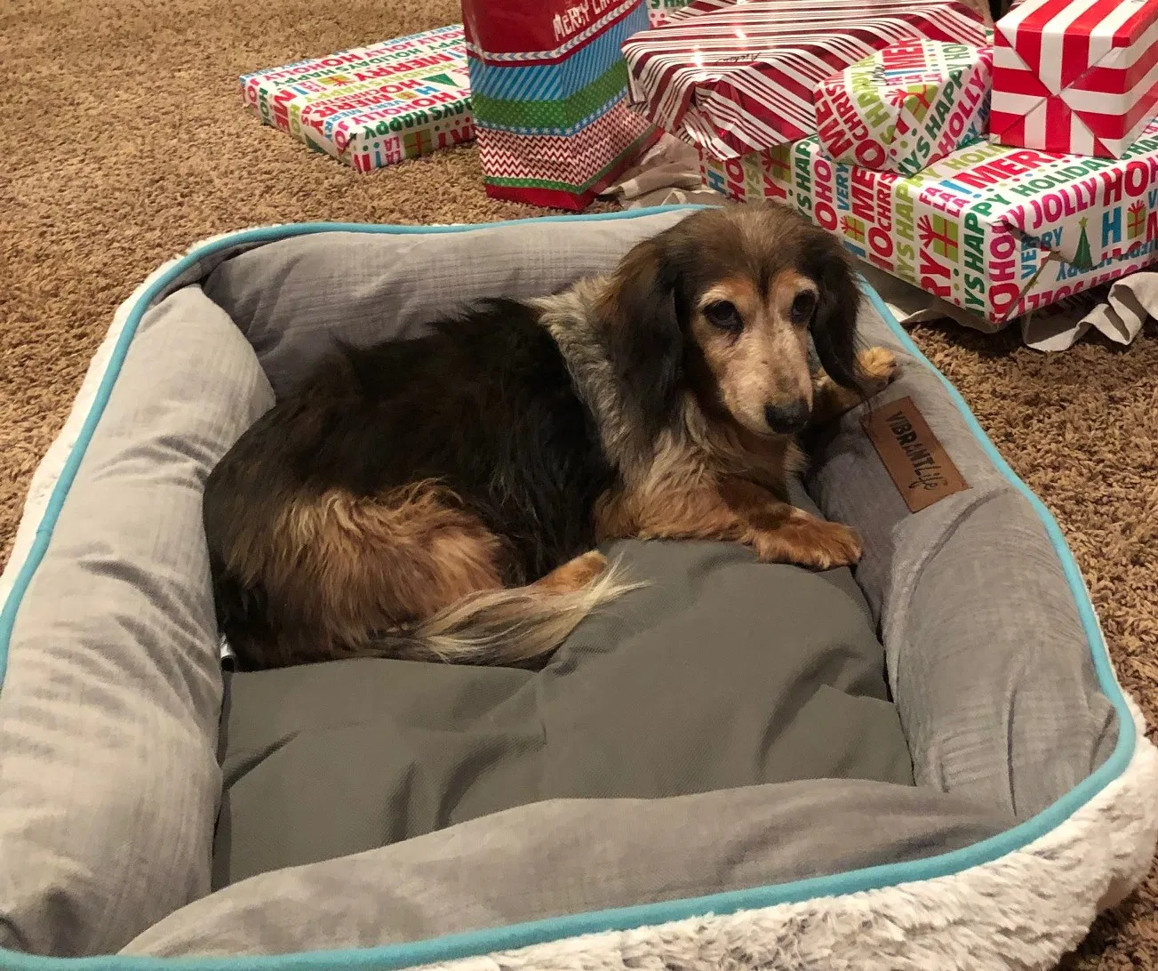 Lost dog in Gilmer, TX, 75645