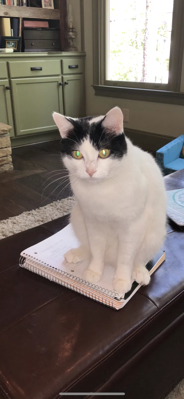 Lost cat in Woodstock, GA, 30189