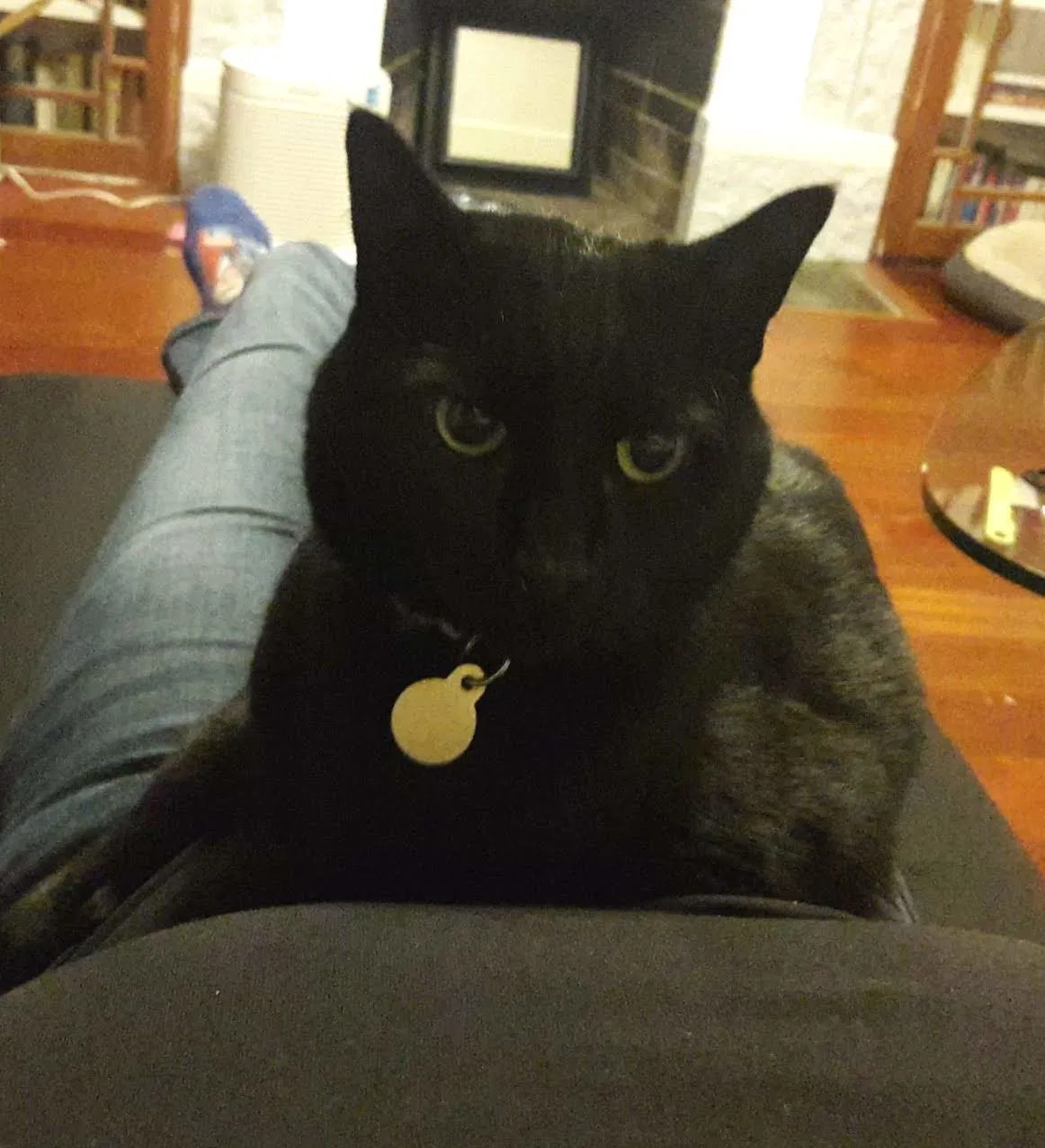 Lost cat in Oakland, CA, 94606